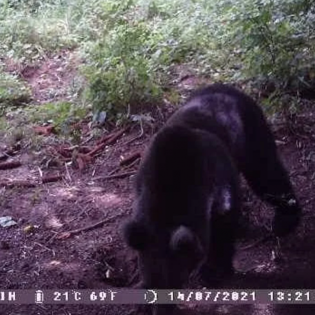 Medvjed snimljen termokamerom