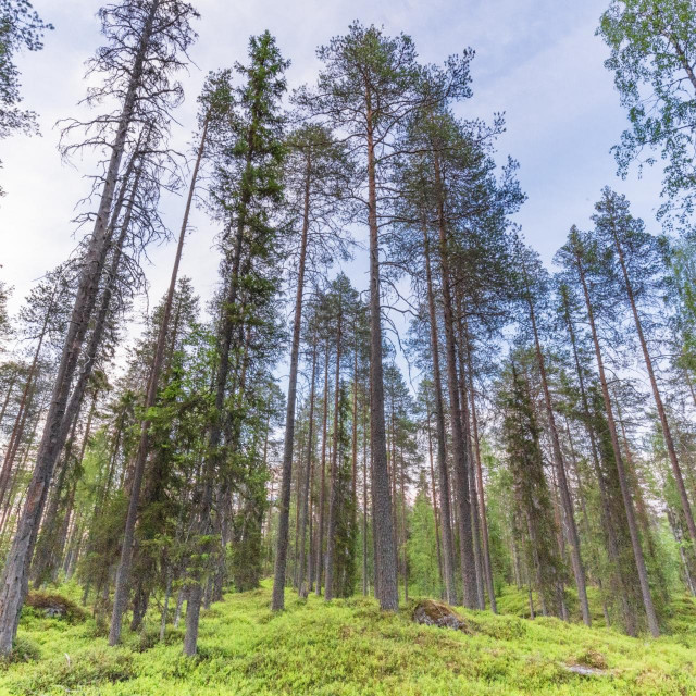 Borealna šuma u Finskoj