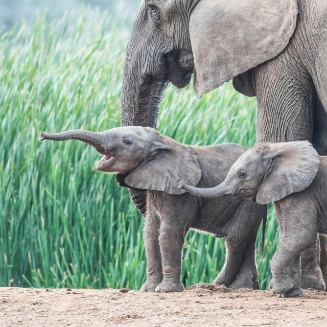 Afrički slonovi