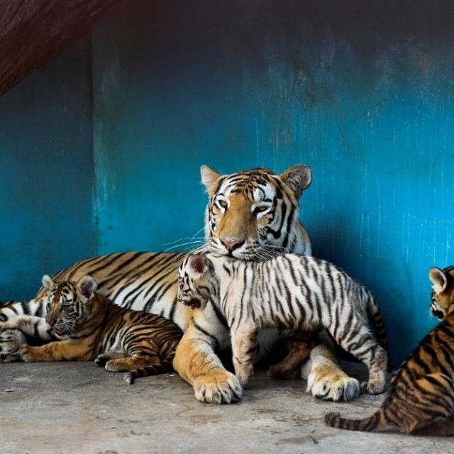 Mali tigrići sa svojom mamom u zoološkom vrtu na Kubi