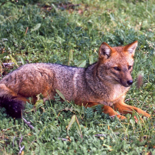 Andska lisica, ilustracija
