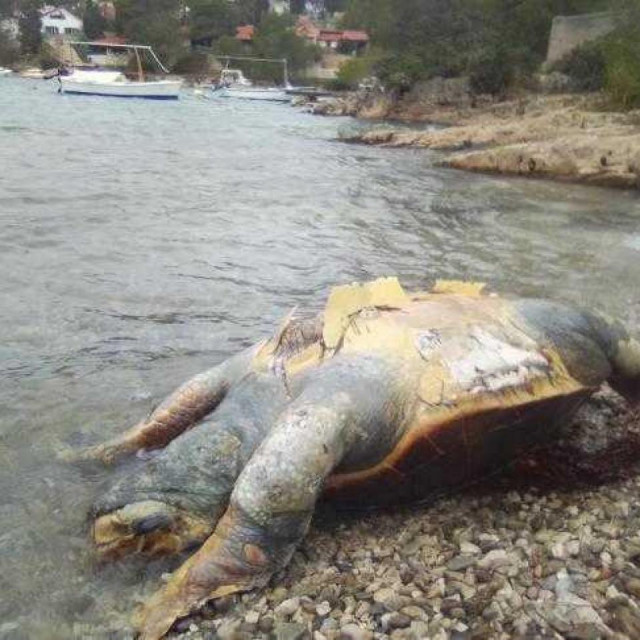 Nesretna kornjača na plaži
