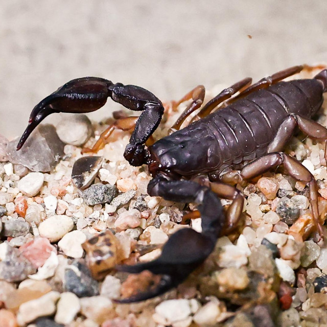 &lt;p&gt;Škorpion, ilustrativna fotografija&lt;/p&gt;

&lt;p&gt; &lt;/p&gt;
