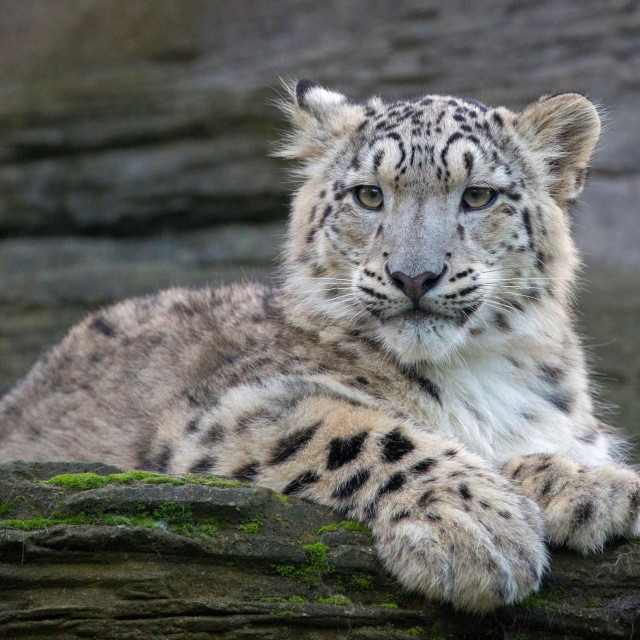 &lt;p&gt;Mladunče snježnog leoparda, arhivska fotografija&lt;/p&gt;
