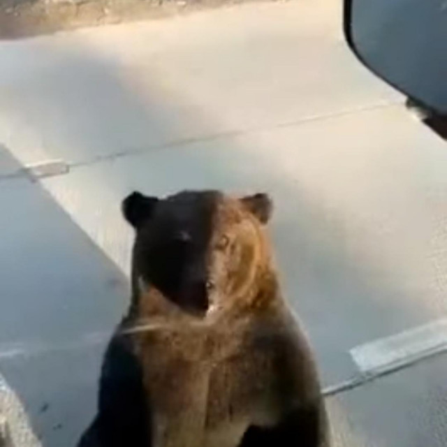 Medvjed seks youtube