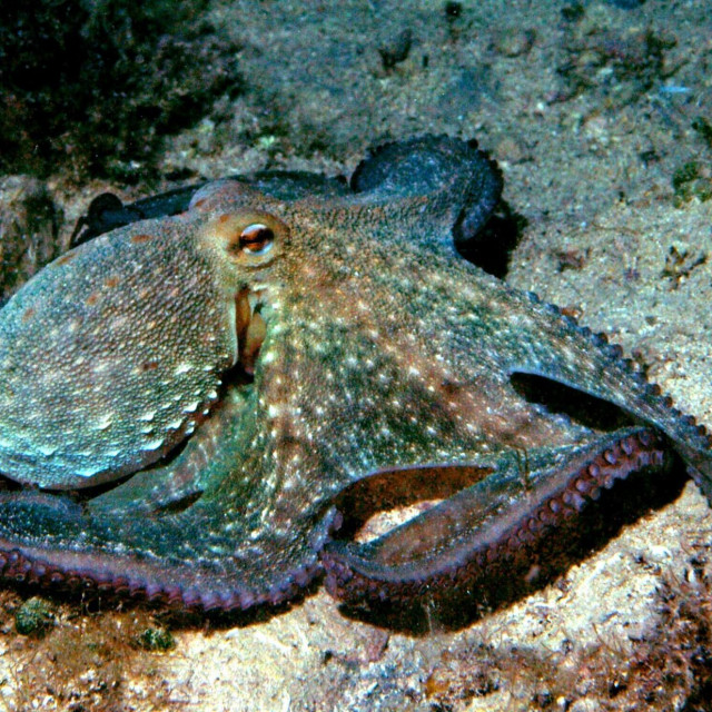 Hobotnica
