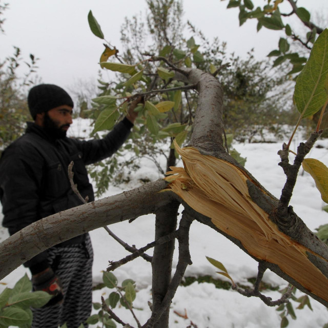 &lt;p&gt;Kašmirski farmer promatra propali usjev jabuka&lt;/p&gt;
