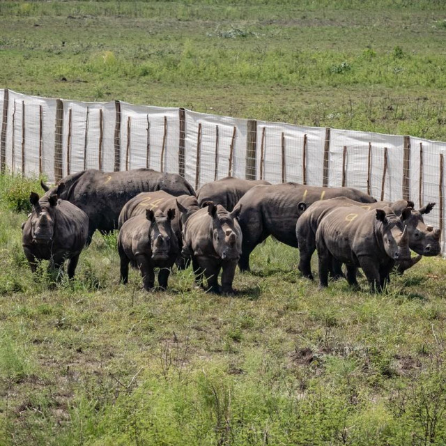 &lt;p&gt;Nosorozi u Nacionalnom parku nedugo nakon završetka putovanja&lt;/p&gt;

&lt;p&gt; &lt;/p&gt;
