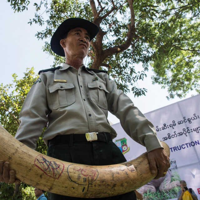 &lt;p&gt;Konfiscirane slonove kljove, Burma&lt;/p&gt;
