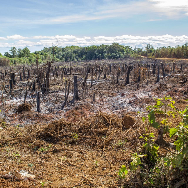 Deforestacija  prašume Amazone, 2021.
