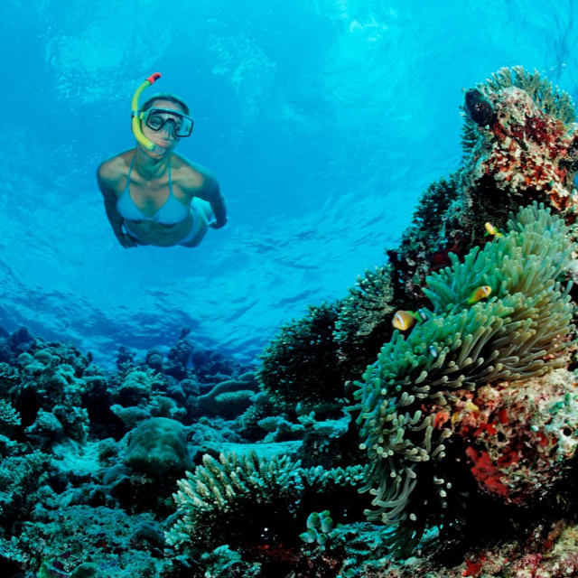 Koraljni greben u Indijskom oceanu

