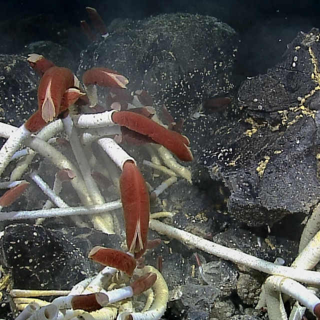 &lt;p&gt;Divovski cijevni crv na hidrotermalnom izvoru, Pacifički ocean&lt;/p&gt;
