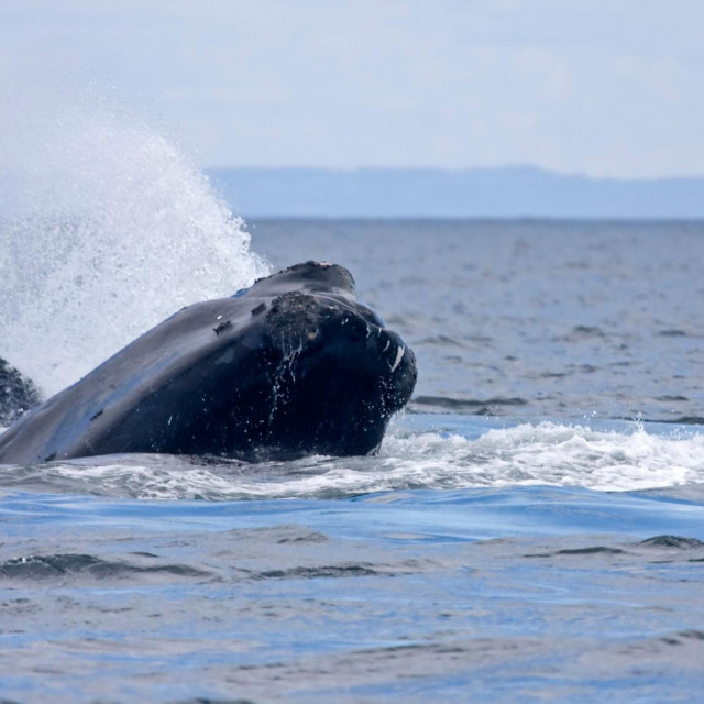 Sjevernoatlantski pravi kit
