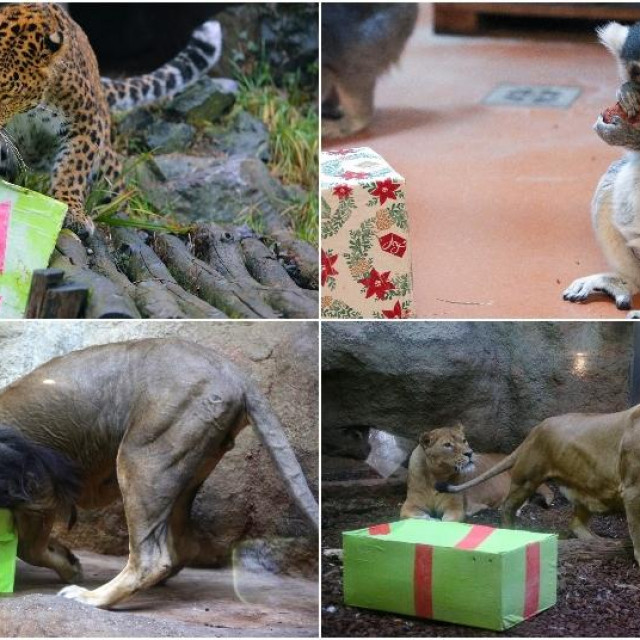 Životinje otvaraju darove u zagrebačkom Zoološkom vrtu
