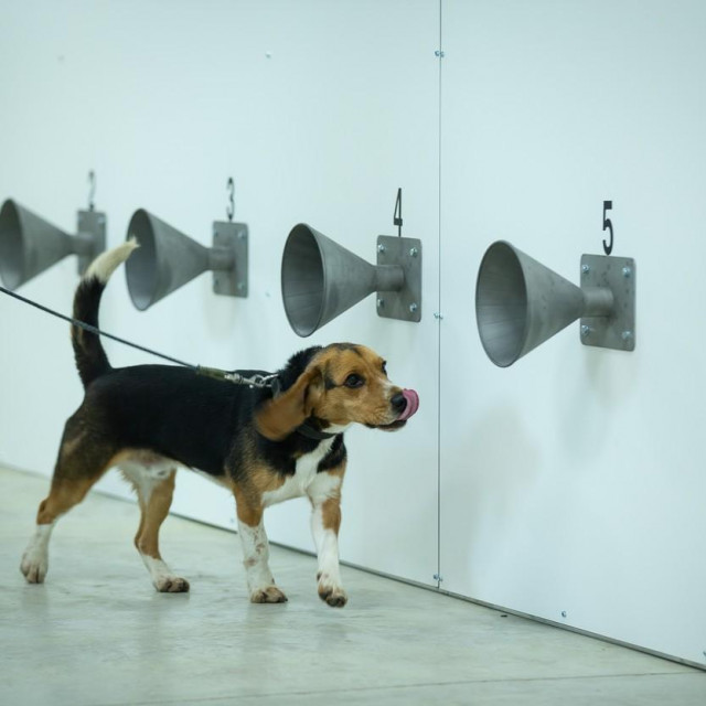 Pas Sammy tijekom obuke za prepoznavanje virusa
