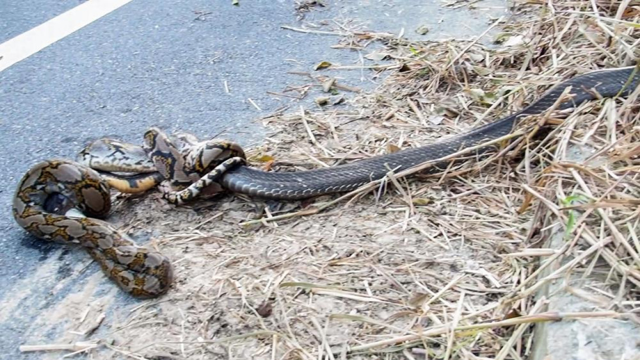 Borba predatora zapanjila vozače: piton se omotao oko kraljevske kobre, ona mu zadala smrtonosni ugriz - Jutarnji list