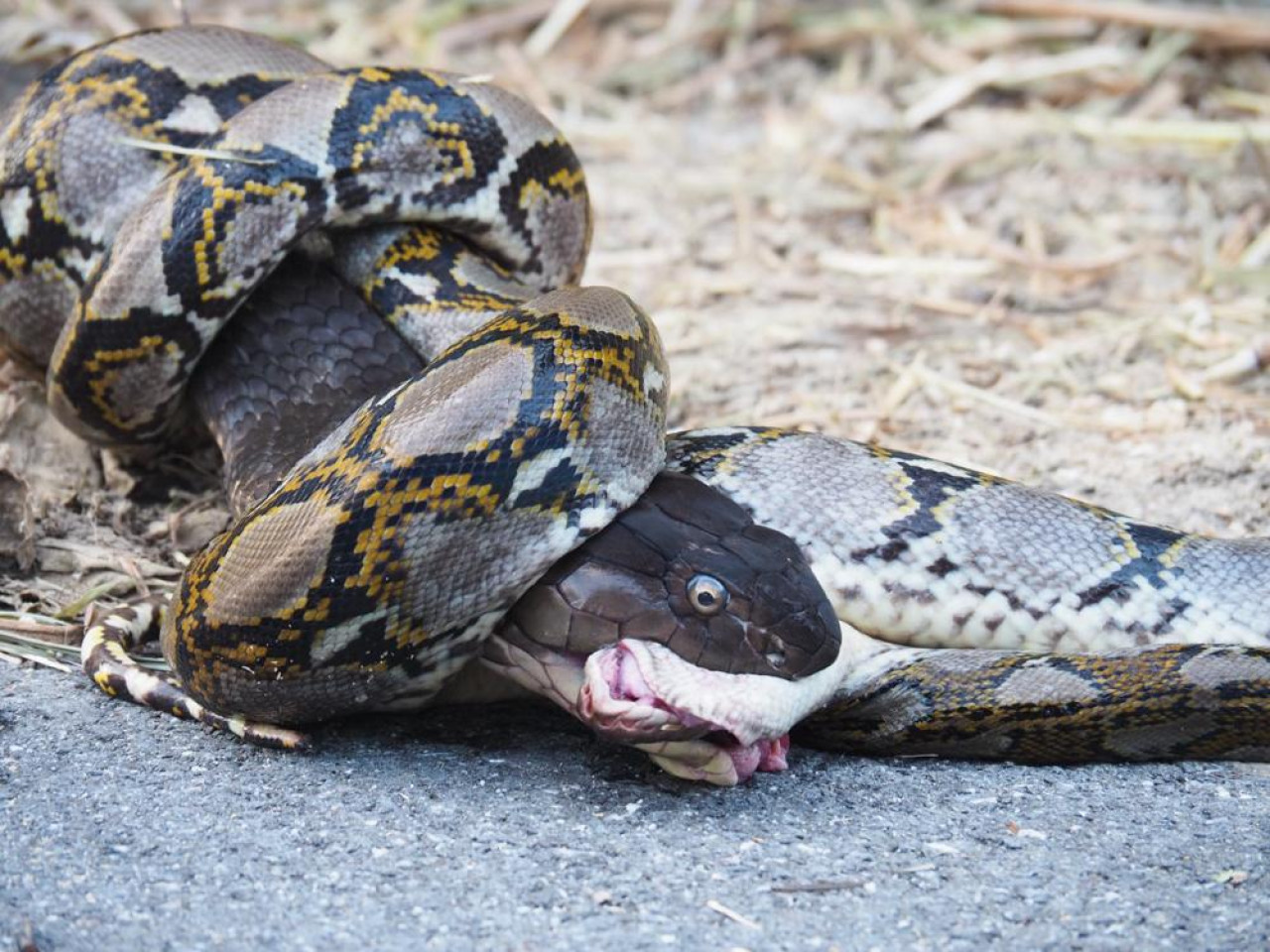 Lista Jutarnji - La lucha entre depredadores sorprendió a los conductores: una pitón se enroscó alrededor de una cobra real y le dio un mordisco mortal