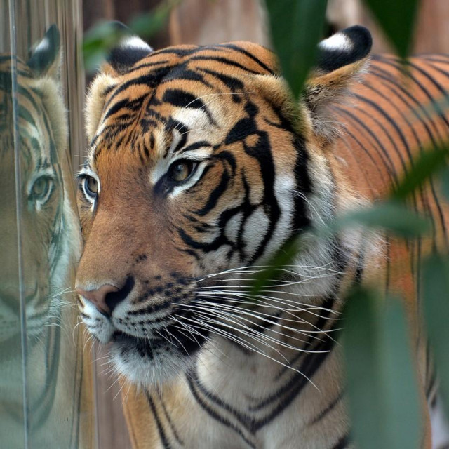 &lt;p&gt;Malajski tigar/Ilustracija&lt;/p&gt;
