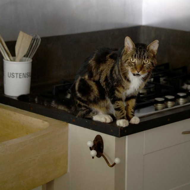 &lt;p&gt;Mačka na štednjaku; ilustracija&lt;/p&gt;
