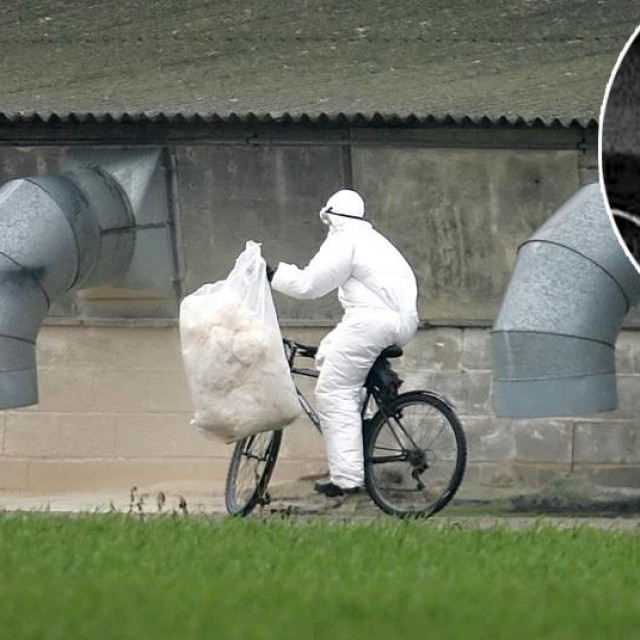 &lt;p&gt;Prizor s britanske farme na kojoj je izbila ptičja gripa, Alan Gosling (u krugu)&lt;/p&gt;
