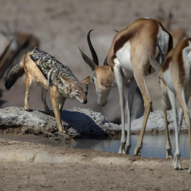 &lt;p&gt;Susret šakala i antilope, Namibija&lt;/p&gt;
