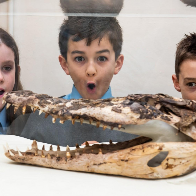 &lt;p&gt;Učenici škole u Walesu uz izložak krokodila&lt;/p&gt;

