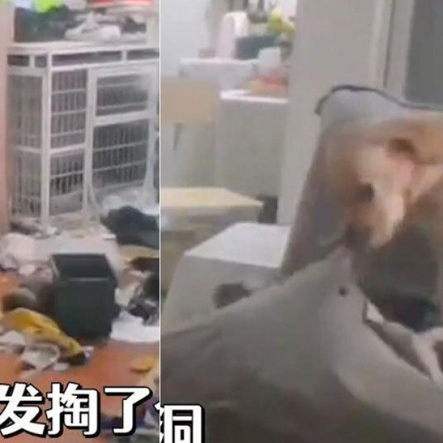 &lt;p&gt;pas je Kineskinji koja je morala u karantenu demolirao cijelu kuću&lt;/p&gt;
