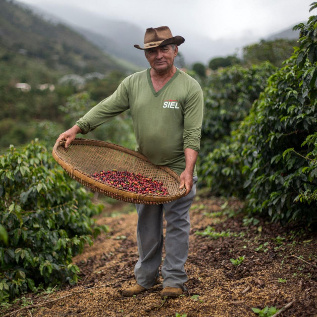 &lt;p&gt;Brazilski farmer na plantaži kave, ilustracija&lt;/p&gt;
