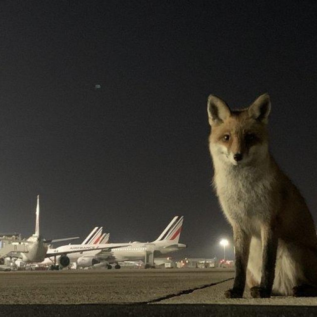 Lisica na aerodromu
 
