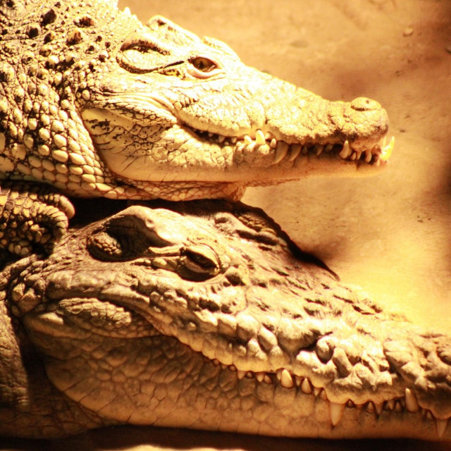 Krokodili

