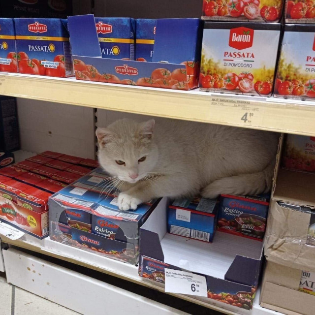 Mačak u vrijeme dok je spavao u trgovini
