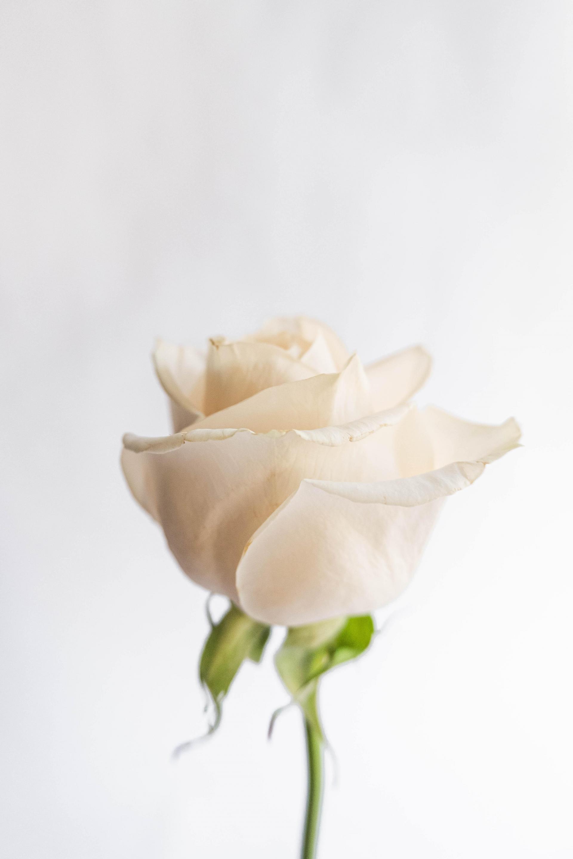 Poruke bijele ruže ljubavne Tužne romantične