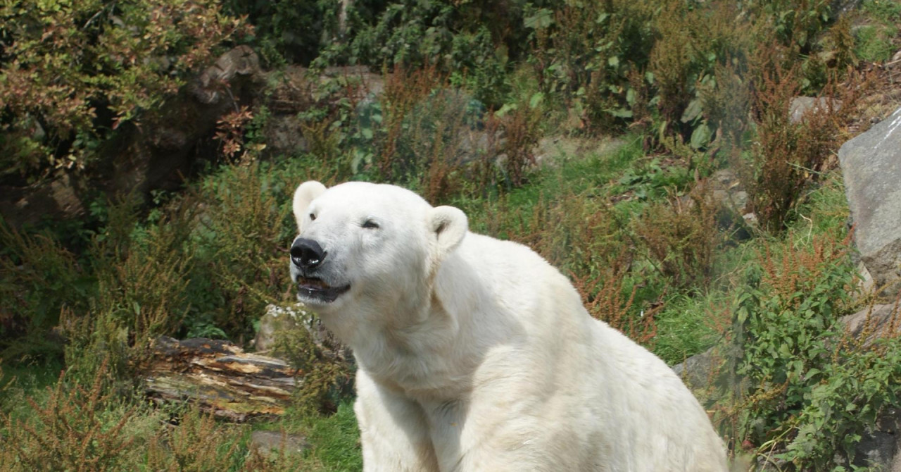 ima li polarnih medvjeda u labradoru