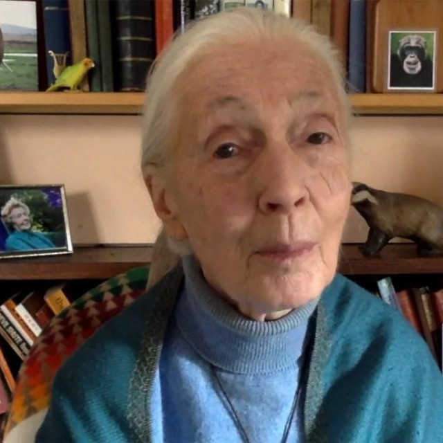 &lt;p&gt;Jane Goodall&lt;/p&gt;
