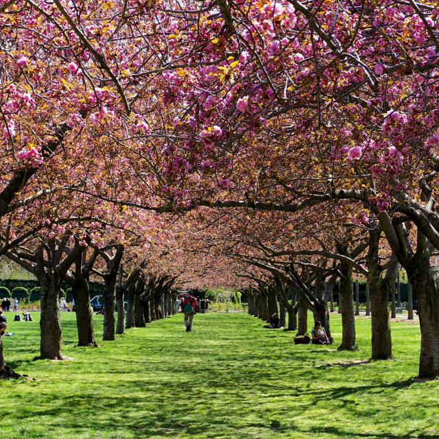 &lt;p&gt;Botanički vrt u Brooklynu poznat je po cvatnji trešanja&lt;/p&gt;
