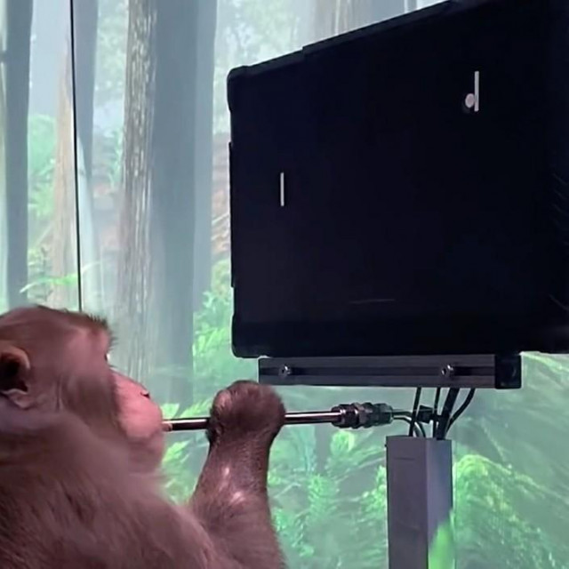 &lt;p&gt;Jedan od majmuna koji je sudjelovao u pokusima&lt;br /&gt;
 &lt;/p&gt;
