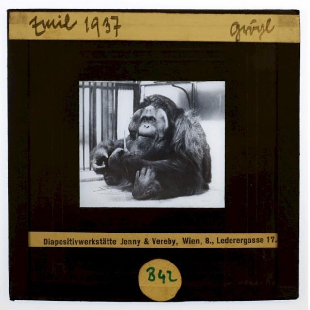 &lt;p&gt;Orangutan Emil&lt;/p&gt;
