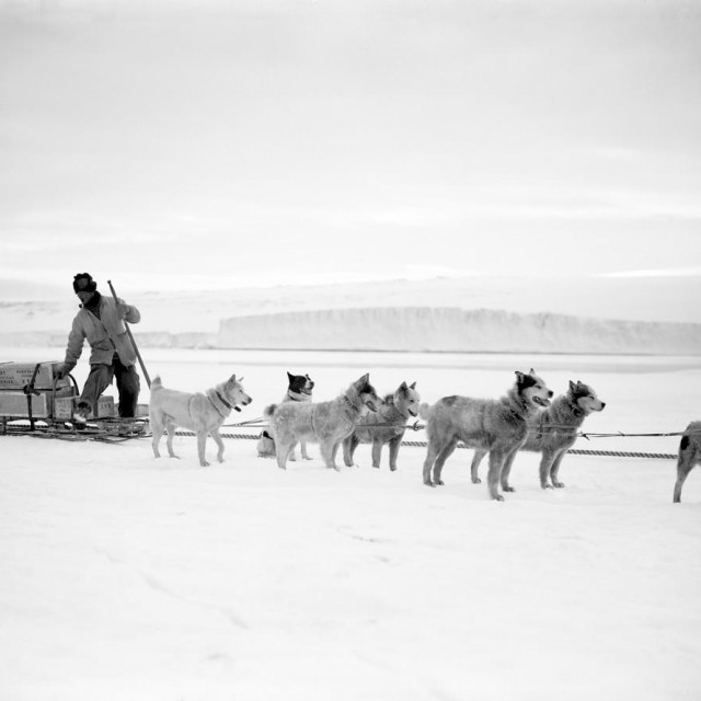 Snimka nastala 2. 12. 1911., za vrijeme ekspedicije

 

 
