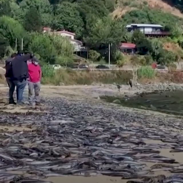 &lt;p&gt;Tisuće mrtvih riba pronađene su na obali Čilea&lt;/p&gt;
