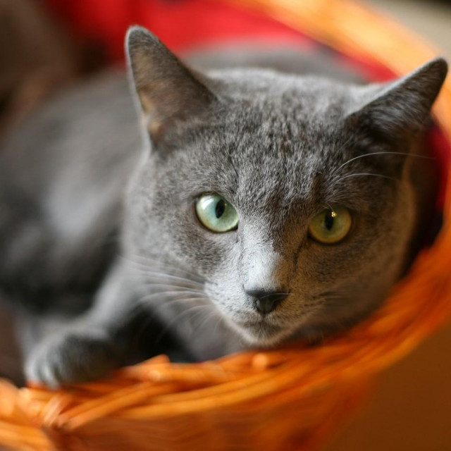 Ruska plava mačka
