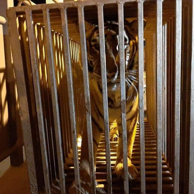 Tigrica stara 17 godina na granici s Poljskom, u kavezu u kojem se vozika tisuću kilometara

 
