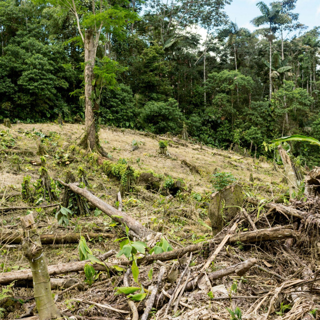 Deforestacija u Amazoniji
