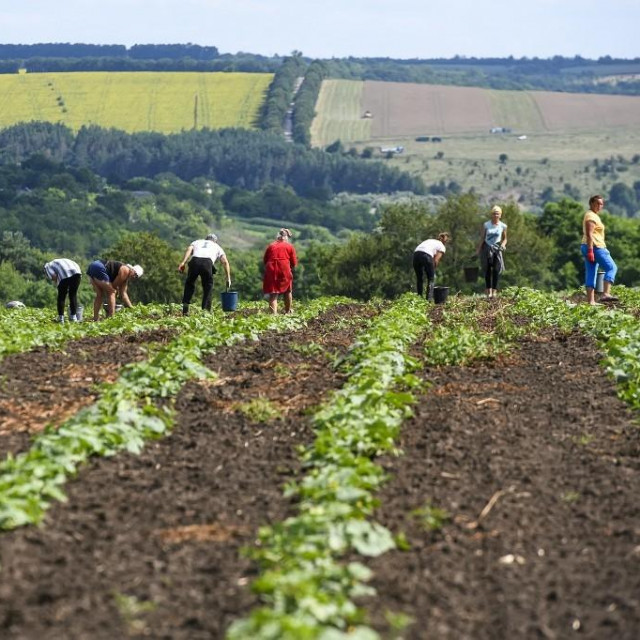 &lt;p&gt;ilustrativna fotografija poljoprivrednika u Ukrajini&lt;/p&gt;
