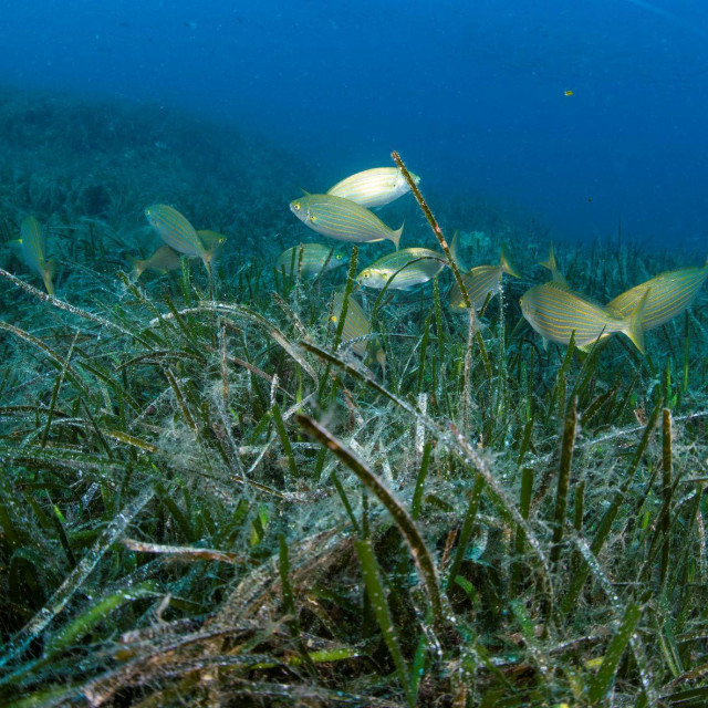 Posidonia oceanica endemska je vrsta Sredozemnog mora
