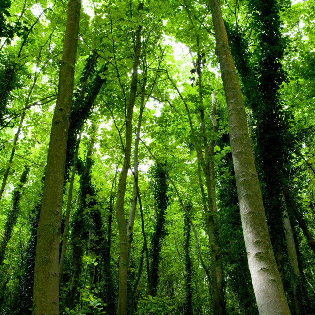 &lt;p&gt;Uloga šuma kao ponora ugljika dobro je poznata, ali to nije sve&lt;/p&gt;
