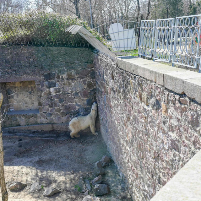 This picture taken on March 22, 2022, shows a polar bear in an enclosure at the Mykolaiv zoo, southern Ukraine. (Photo by BULENT KILIC/AFP)
