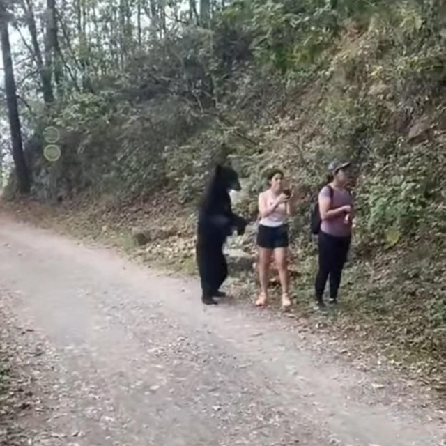 Medvjed i ljudi