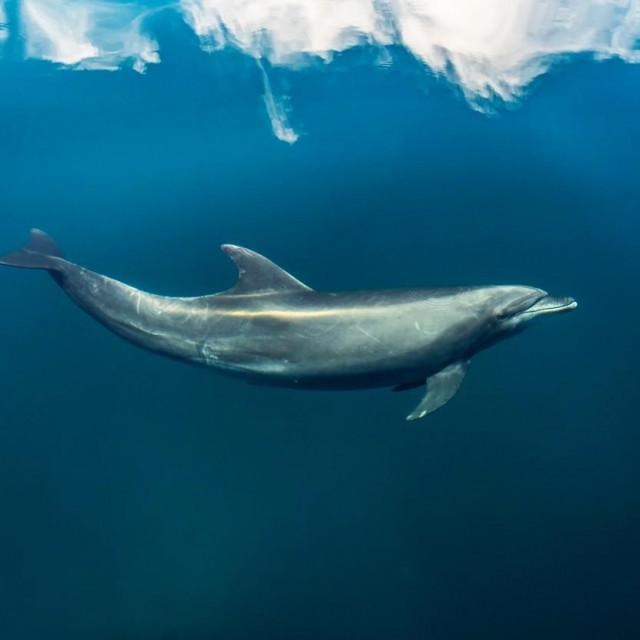 Bottlenose dolphin (Tursiops truncatus), Bahia de La Paz, Baja California Sur, Mexico.,Image: 620057727, License: Rights-managed, Restrictions:, Model Release: no, Credit line: CHRISTOPHER SWANN/Sciencephoto/Profimedia