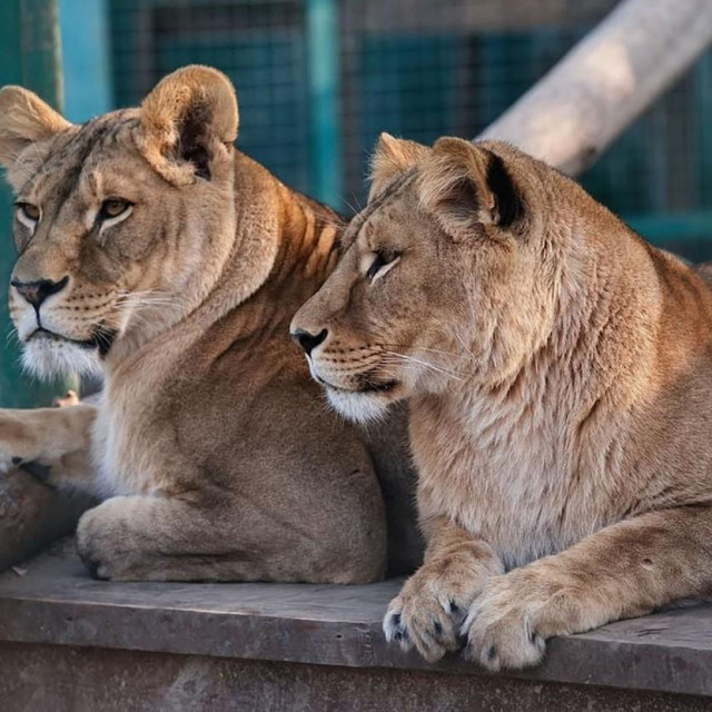 Predatori u ZOO vrtu  Aleksandra Feldmana