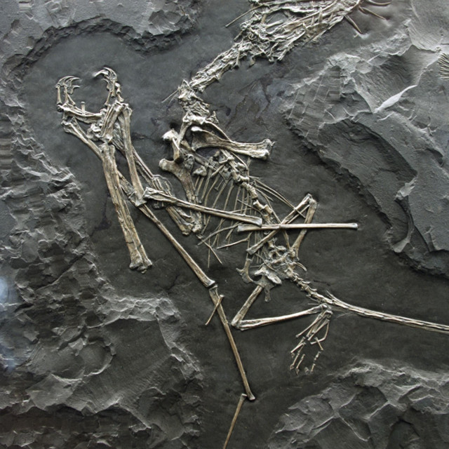 &lt;p&gt;Fosil pterosaura/Ilustracija&lt;/p&gt;